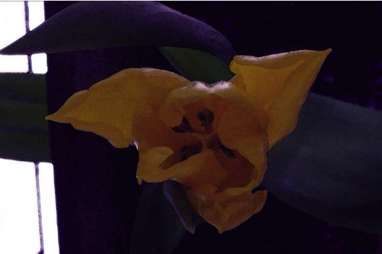 tulipano giallo viola
