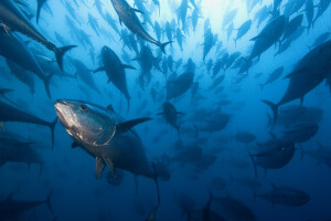 Banco di tonni, Mar Mediterraneo Shoal of tuna, Mediterranean Sea © Brian Skerry