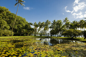 Papeari, jardin botanique harrison smith_credits Courtesy of Thaiti Tourism