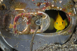 Un gobbio limone alla finestra del suo riparo, una vecchia latina, Isola di Honshū, Giappone Clown goby in its shelter (an old soft drink can), Honshu, Japan   © Brian Skerry