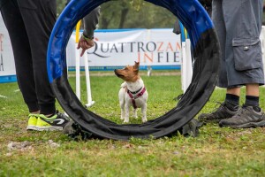 Roma, Quattrozampeinfiera 